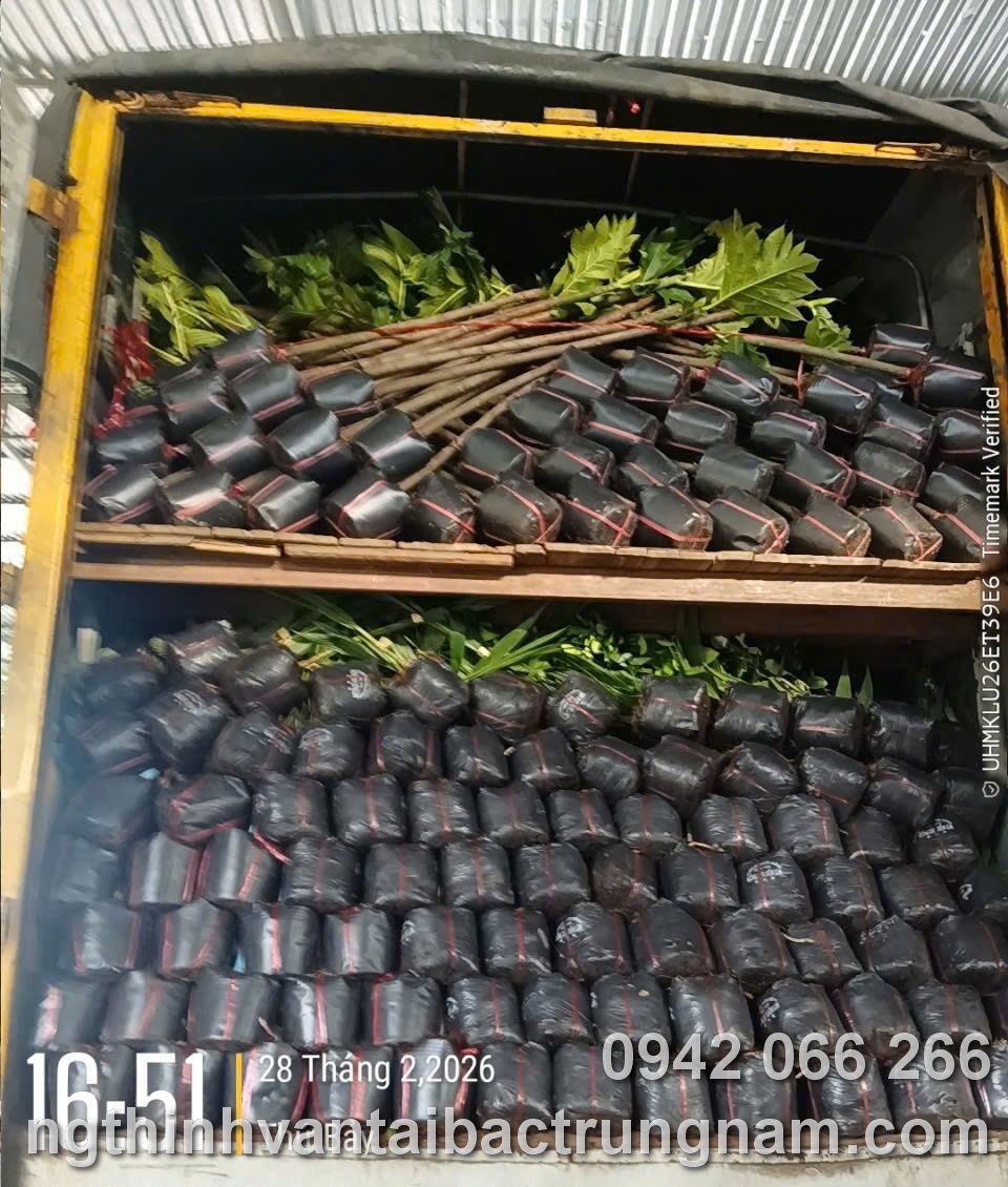 Vận chuyển hàng hóa